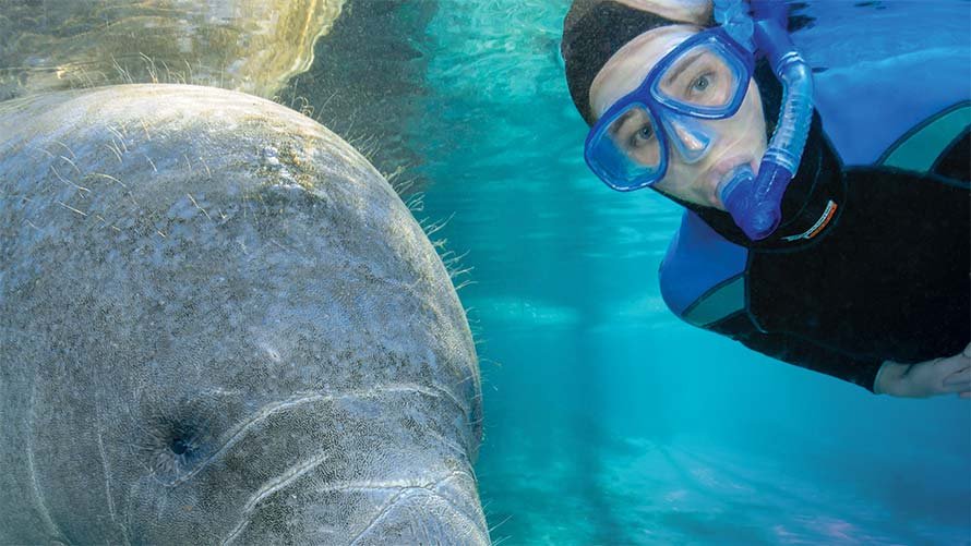 Swim with manatees in Crystal River • Discover Crystal River Florida